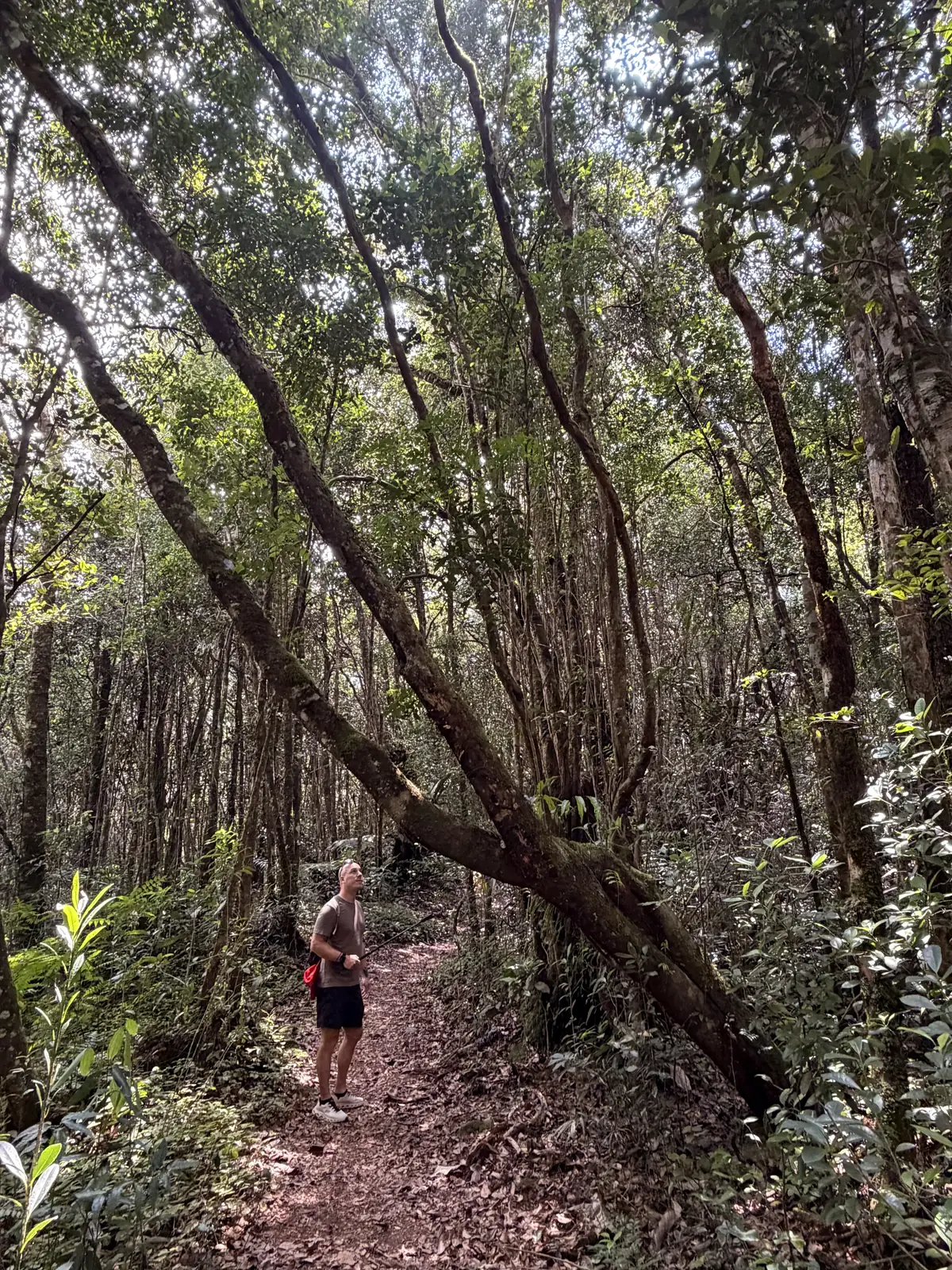 Auf einem schmalen Waldweg zwischen moosigen Bäumen