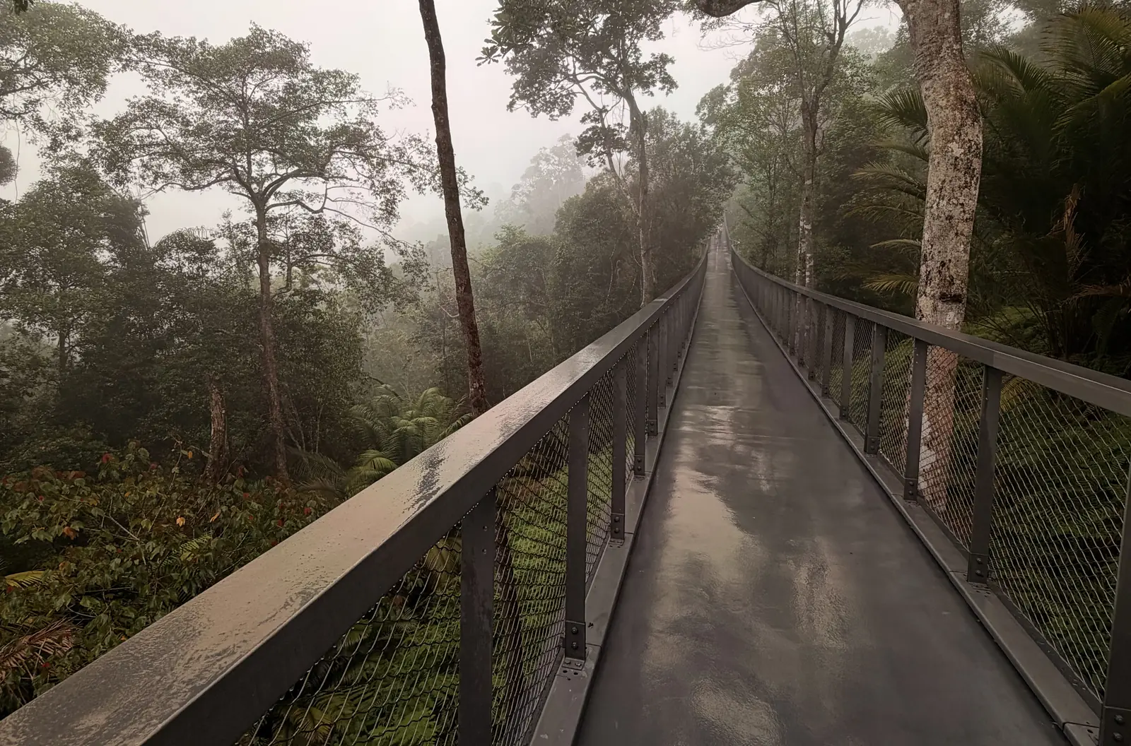 Nasser Baumwipfelpfad von The Habitat im Nebel auf dem Penang Hill