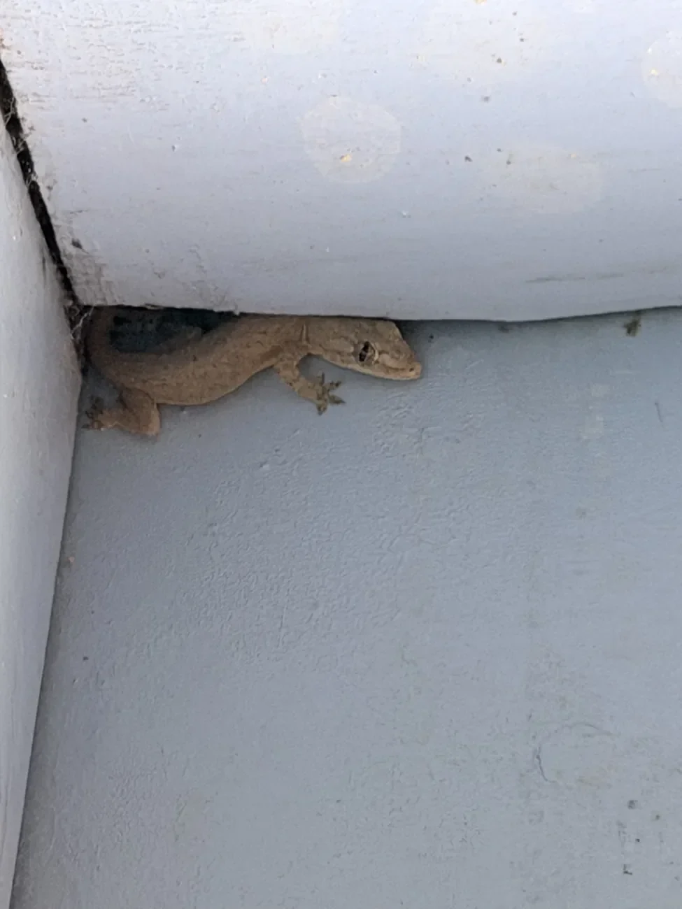 Gecko in einer Zimmerecke