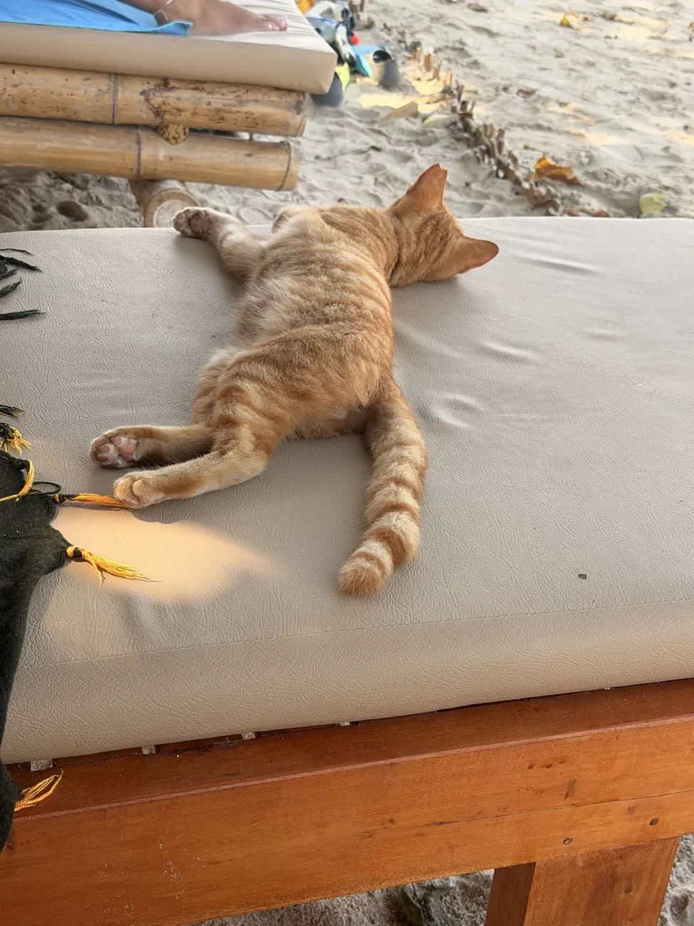 Katze liegt auf einer Liege am Strand
