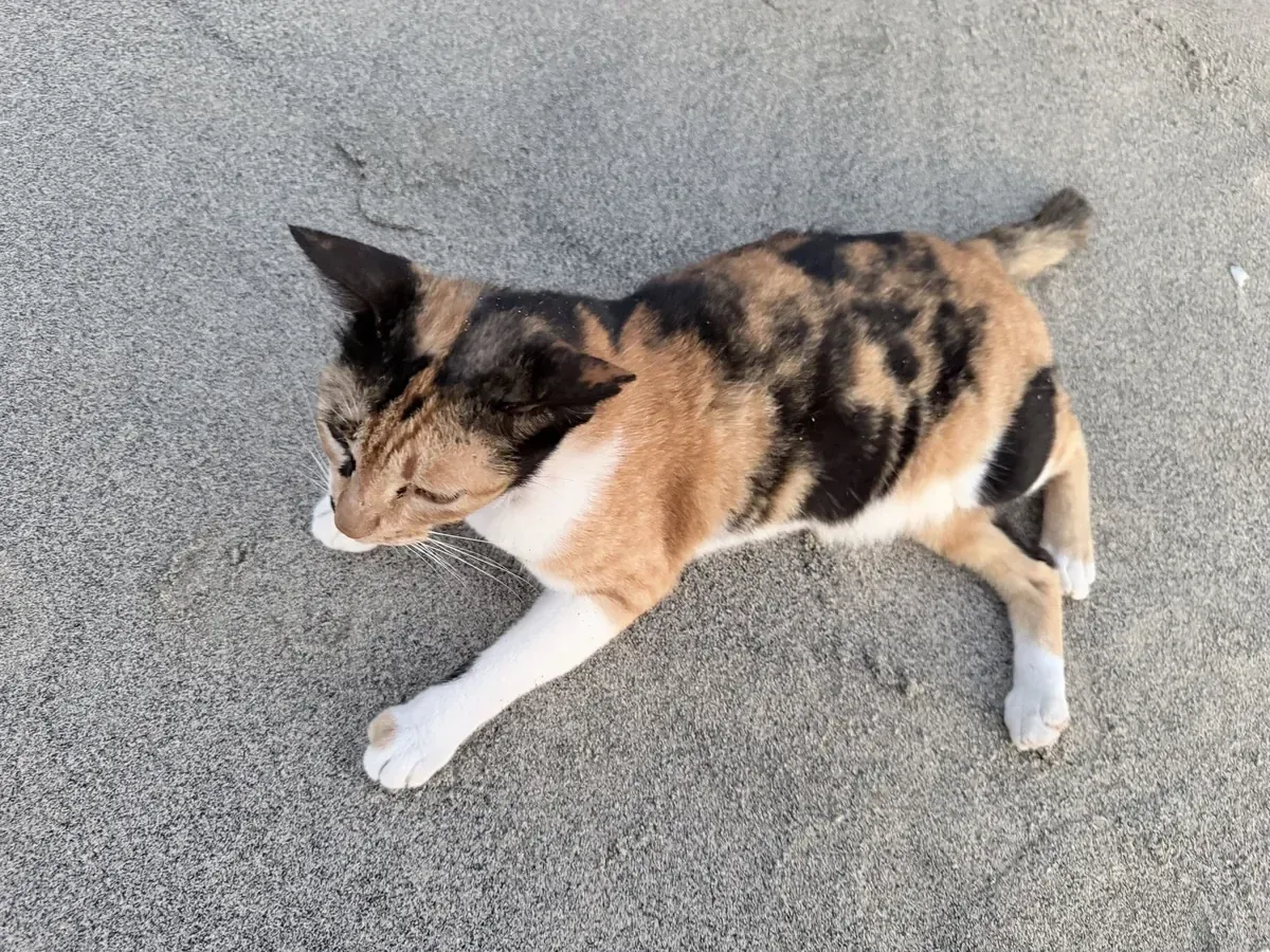Katze liegt auf dem Boden