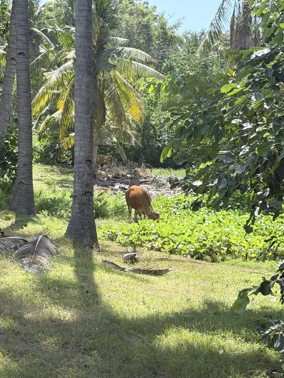 Kuh auf einer Wiese zwischen Palmen
