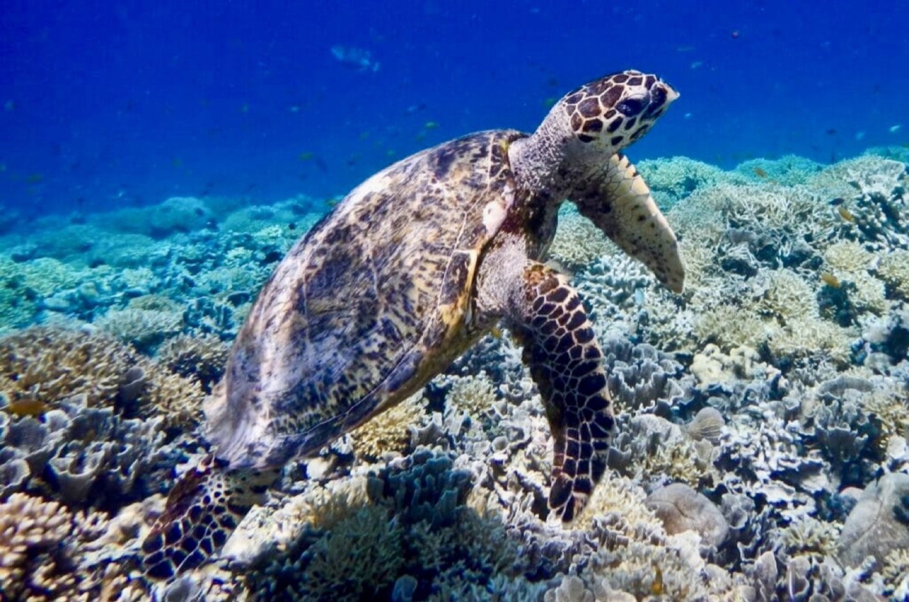 Meeresschildkröte im Riff vor Gili Air