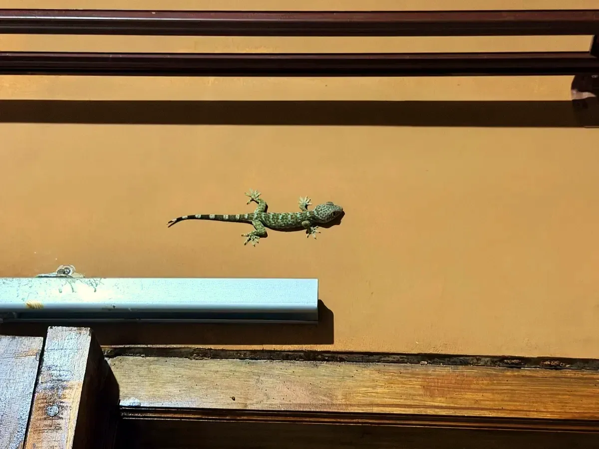 Ein Gecko an einer Wand
