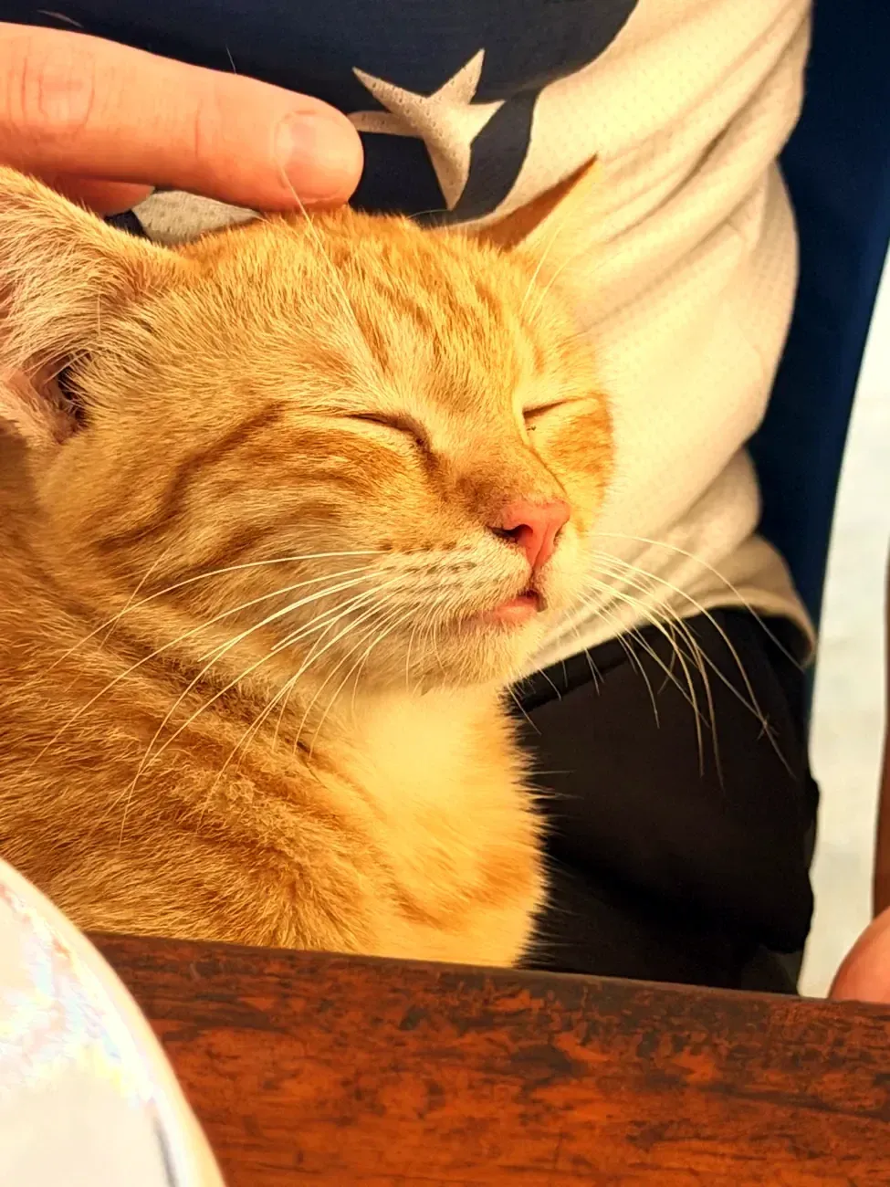 Orange Katze lässt sich streicheln