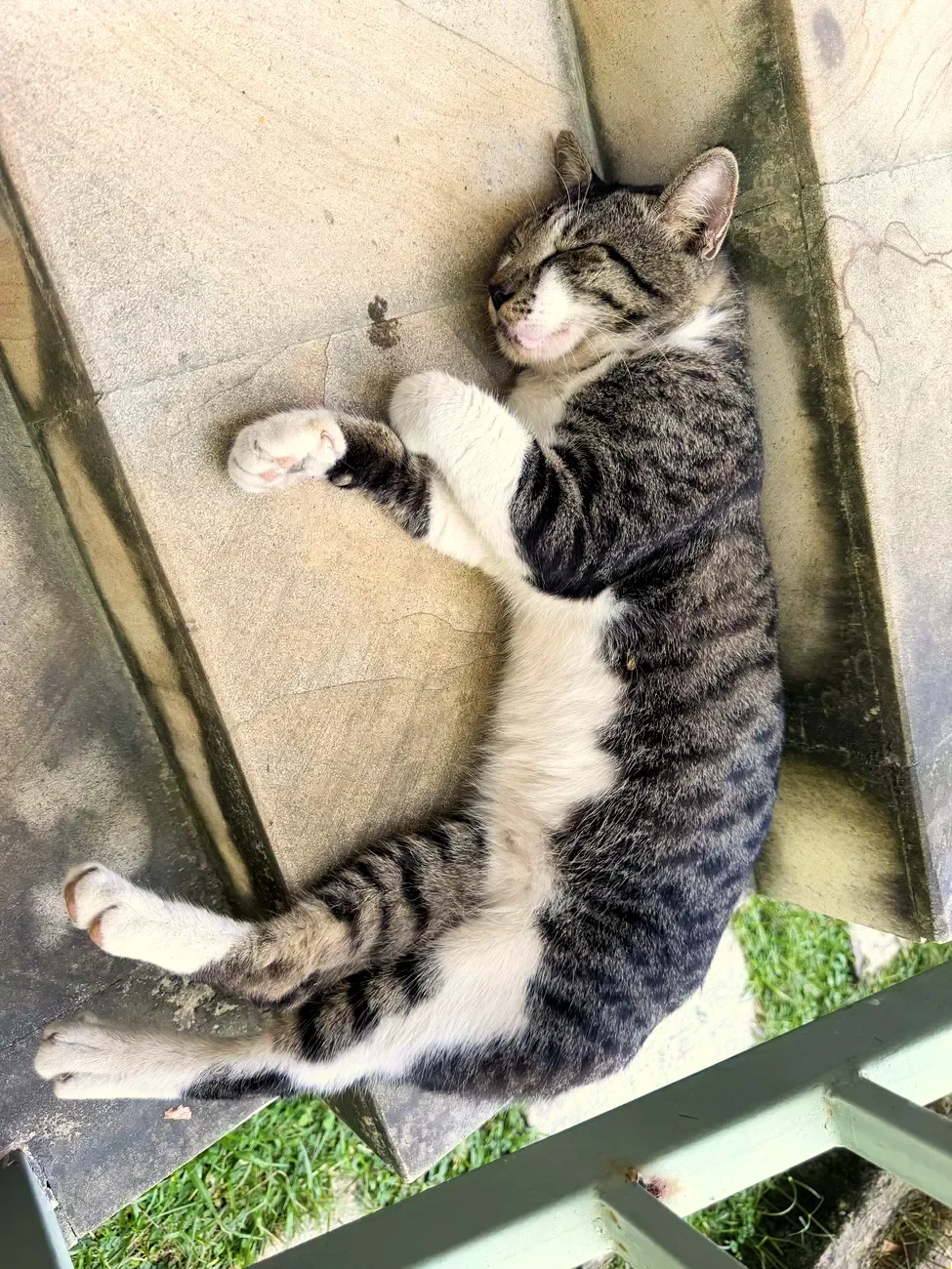 Gestreifte Katze schläft auf dem Boden