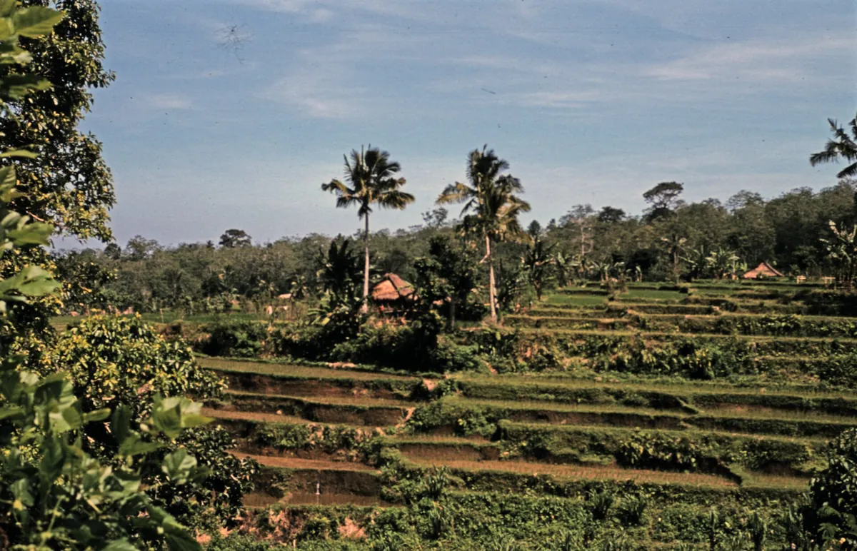Reisterrassen von Tetebatu in Ostlombok