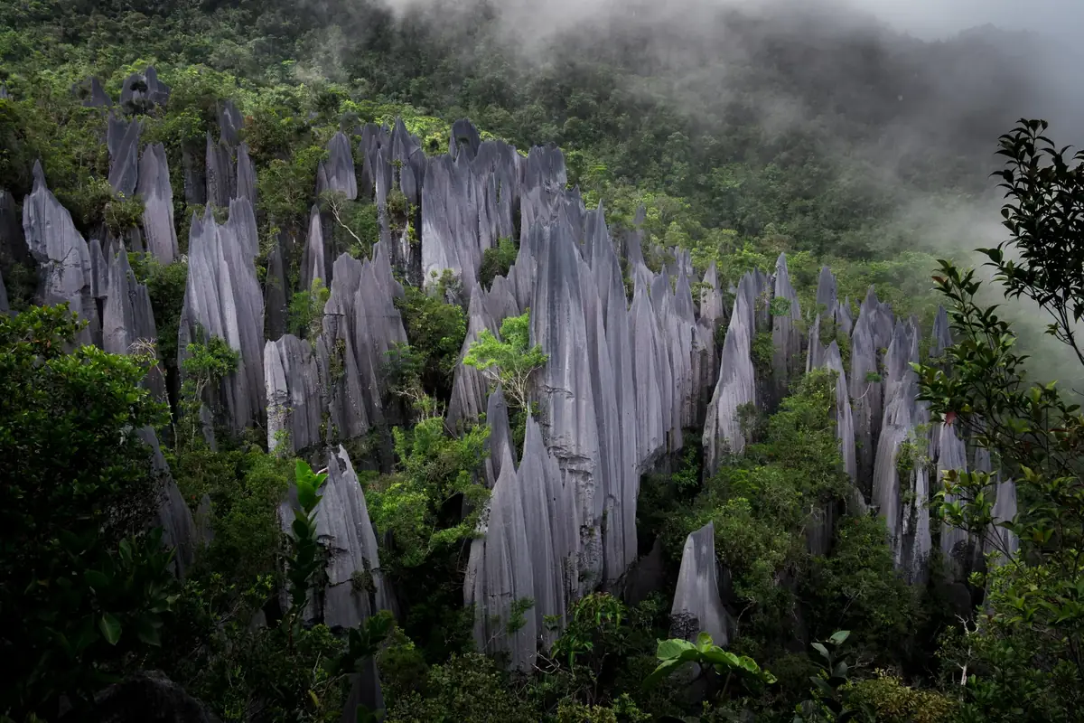 Spitze Kalksteinnadeln der Pinnacles im Nationalpark Gunung Mulu