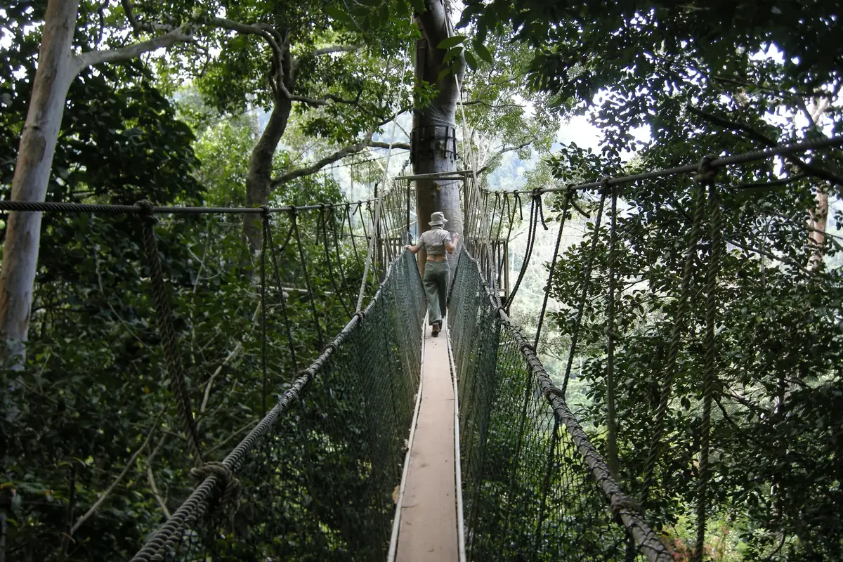 Hängebrücke durch die Baumkronen im Regenwald von Taman Negara