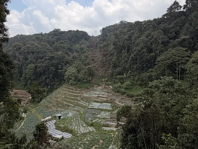 Reisterrassen und Wald in einem Tal der Cameron Highlands